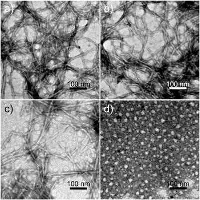 An artificial self-assembling peptide with carboxylesterase activity and substrate specificity restricted to short-chain acid p-nitrophenyl esters